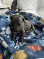 Girl # 6, a female Cane Corso for sale in Louisville, KY – 1 of 9