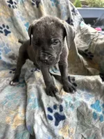 Girl # 3 , a female Cane Corso for sale in Louisville, KY – 9 of 10