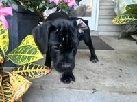 Lola , a female Cane Corso for sale in Louisville, KY – 5 of 10