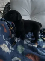 Boy #2 , a male Cane Corso for sale in Louisville, KY – 4 of 10
