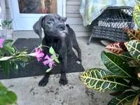Sadie - Cane Corso pup , a female Cane Corso for sale in Louisville, KY – 8 of 10