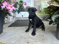 Lola , a female Cane Corso for sale in Louisville, KY – 6 of 10