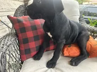 Stella , a female Cane Corso for sale in Louisville, KY – 6 of 7