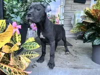 Sadie - Cane Corso pup , a female Cane Corso for sale in Louisville, KY – 7 of 10