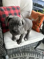 Sadie , a female Cane Corso for sale in Louisville, KY – 6 of 9