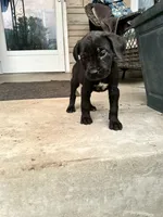 Girl #1 updated , a female Cane Corso for sale in Louisville, KY – 6 of 9