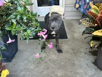 Sadie * ears cropped *, a male Cane Corso for sale in Louisville, KY – 2 of 8