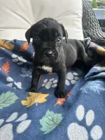 Girl # 1, a female Cane Corso for sale in Louisville, KY – 3 of 10