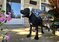 Layla * ears cropped.*, a female Cane Corso for sale in Louisville, KY – 4 of 10