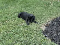 Layla - Cane Corso Pup , a female Cane Corso for sale in Louisville, KY – 4 of 10