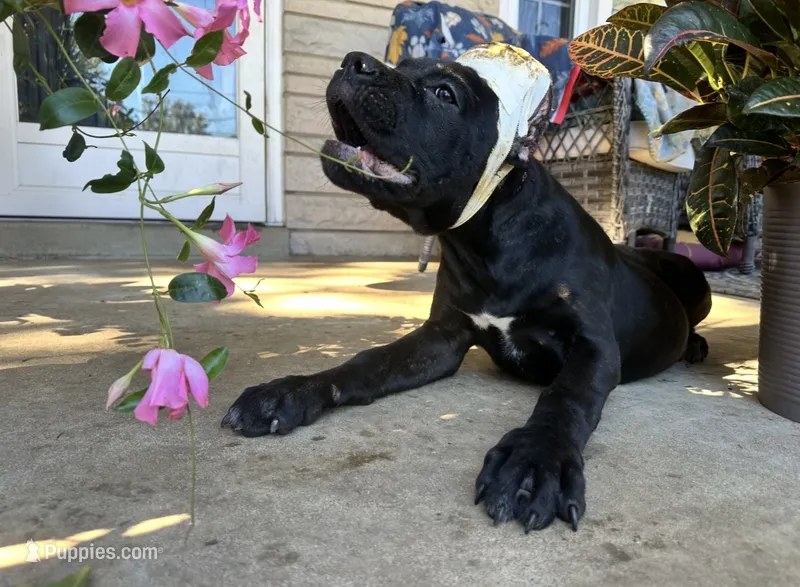 Layla * ears cropped.* – Cane Corso puppy for sale in Louisville, KY