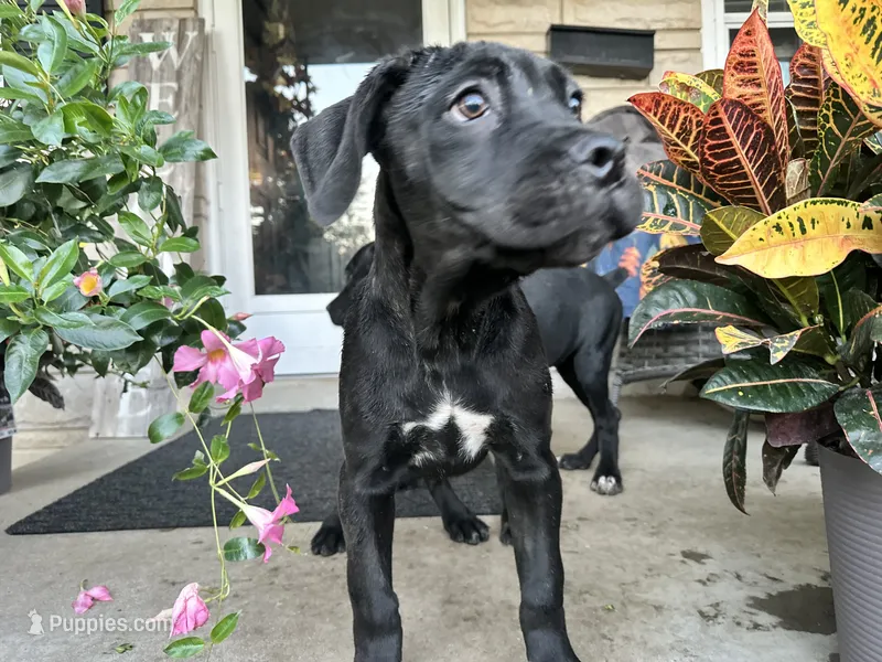 Lola  – Cane Corso puppy for sale in Louisville, KY