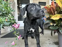 Lola , a male Cane Corso for sale in Louisville, KY – 1 of 8