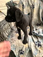 Girl #1 updated , a female Cane Corso for sale in Louisville, KY – 5 of 9