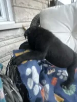 Girl # 2, a female Cane Corso for sale in Louisville, KY – 8 of 10