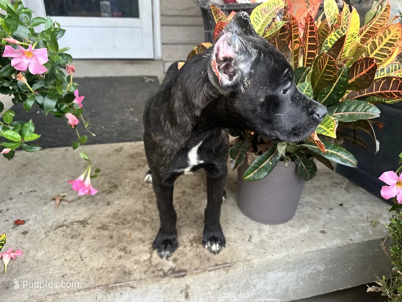 Max * ears cropped * – Cane Corso puppy for sale in Louisville, KY