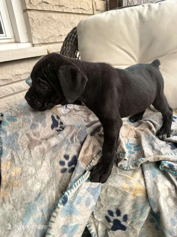 Girl #2 updated – Cane Corso puppy for sale in Louisville, KY