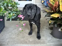 Stella , a male Cane Corso for sale in Louisville, KY – 4 of 8