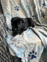 Girl # 4 , a female Cane Corso for sale in Louisville, KY – 3 of 10