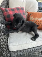 Layla , a female Cane Corso for sale in Louisville, KY – 5 of 7