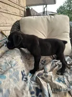 Girl #2 updated, a female Cane Corso for sale in Louisville, KY – 8 of 10