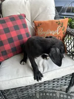 Max , a male Cane Corso for sale in Louisville, KY – 4 of 5
