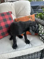 Stella , a female Cane Corso for sale in Louisville, KY – 4 of 4