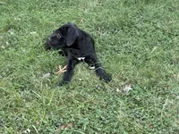Layla - Cane Corso Pup , a female Cane Corso for sale in Louisville, KY – 8 of 10