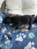 Girl # 1, a female Cane Corso for sale in Louisville, KY – 2 of 10