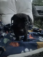 Boy #2 , a male Cane Corso for sale in Louisville, KY – 3 of 10