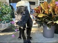Max * ears cropped *, a male Cane Corso for sale in Louisville, KY – 2 of 8