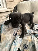 Girl #2 updated, a female Cane Corso for sale in Louisville, KY – 5 of 10