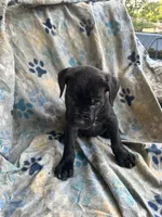 Girl # 1, a female Cane Corso for sale in Louisville, KY – 10 of 10