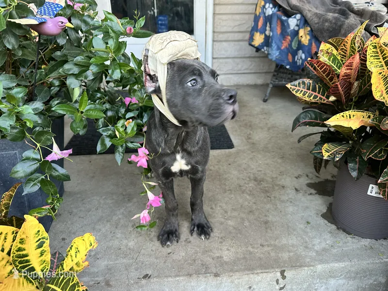 Sadie * ears cropped * – Cane Corso puppy for sale in Louisville, KY