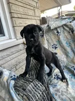 Girl # 4 , a female Cane Corso for sale in Louisville, KY – 7 of 10