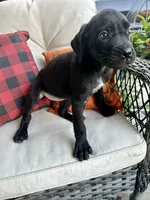 Stella , a female Cane Corso for sale in Louisville, KY – 3 of 4