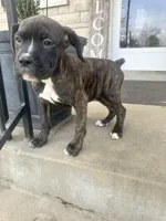 Female Pup , a female Boxer and Cane Corso for sale in Louisville, KY – Photo 2 of 7