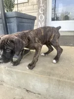 Female Pup , a female Boxer and Cane Corso for sale in Louisville, KY – Photo 6 of 7