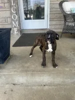 Female Pup , a female Boxer and Cane Corso for sale in Louisville, KY – Photo 5 of 7