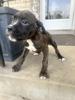 Female Pup , a female Boxer and Cane Corso for sale in Louisville, KY – Photo 4 of 7