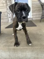 Female Pup , a female Boxer and Cane Corso for sale in Louisville, KY – Photo 3 of 7
