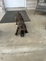 Female Pup , a female Boxer and Cane Corso for sale in Louisville, KY – Photo 7 of 7