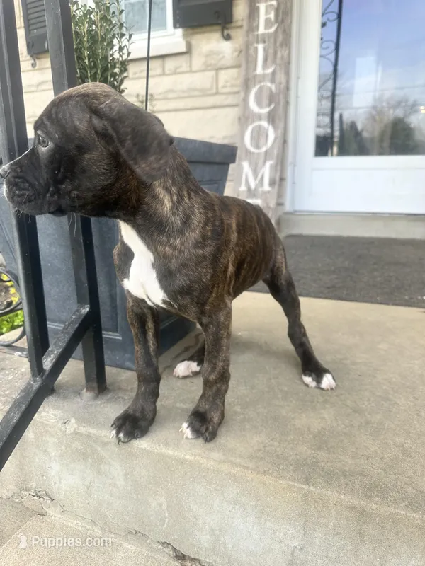Female Pup  – Boxer, Cane Corso puppy for sale in Louisville, KY
