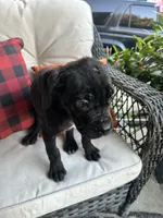 Stella , a female Cane Corso for sale in Louisville, KY – 2 of 4