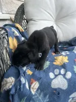 Girl # 2, a female Cane Corso for sale in Louisville, KY – 5 of 10