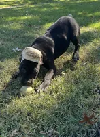 Layla * ears cropped.*, a female Cane Corso for sale in Louisville, KY – 9 of 10