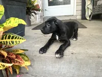Lola , a female Cane Corso for sale in Louisville, KY – 5 of 7