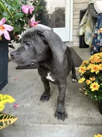 Sadie - Cane Corso , a female Cane Corso for sale in Louisville, KY – 4 of 10