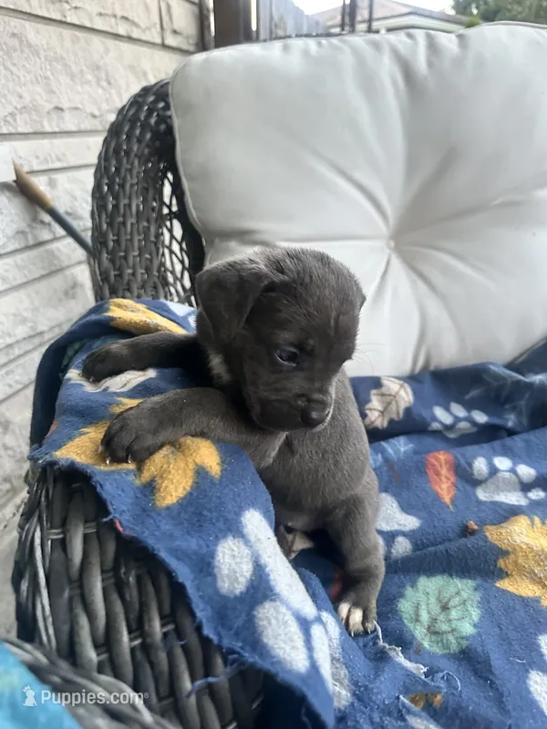 Girl # 5 – Cane Corso puppy for sale in Louisville, KY