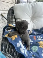 Girl # 5, a female Cane Corso for sale in Louisville, KY – 1 of 9